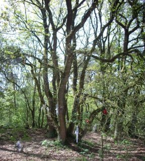 De Koortsboom is mijn praktijk voor bewustzijnsverandering.